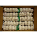 Export Packed in 10kgs in Carton Mesh bag Fresh Normal White Garlic